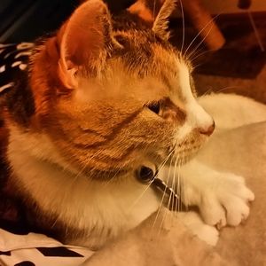 Meet your Posher, Click klack